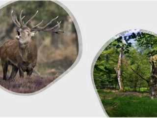 "Wald und Wild im Dialog" - Zwei Impulse, eine Diskussion