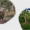 "Wald und Wild im Dialog" - Zwei Impulse, eine Diskussion