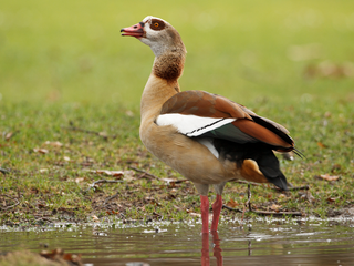 Exkursion: "Die Nilgans in Tübingen – zwischen Artenschutz, Stadtgesellschaft und Wildtiermanagement"