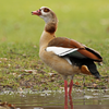 Exkursion: "Die Nilgans in Tübingen – zwischen Artenschutz, Stadtgesellschaft und Wildtiermanagement"